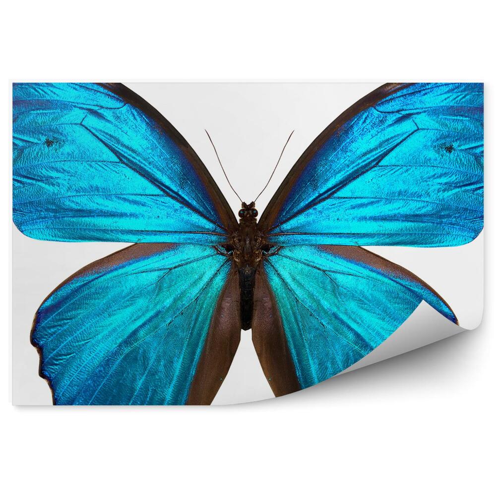 Fototapeta Motyl niebieskie skrzydła białe tło zbliżenie