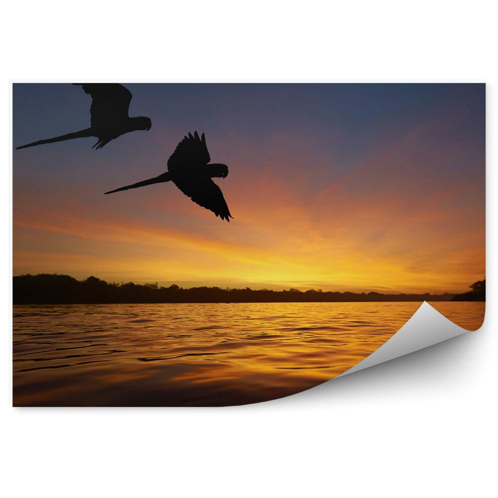 Okleina na ścianę rzeka Amazonka drzewa papugi zachód słońca