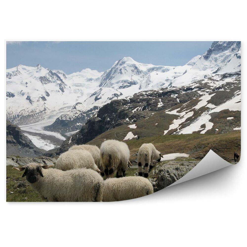 Okleina na ścianę Owce góry monte rosa alpy śnieg zima chmury niebo