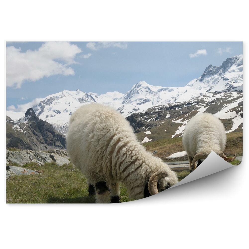 Okleina na ścianę Owce góry monte rosa alpy śnieg zima chmury niebo trawa