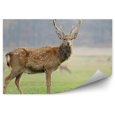 Okleina ścienna Jeleń na łące