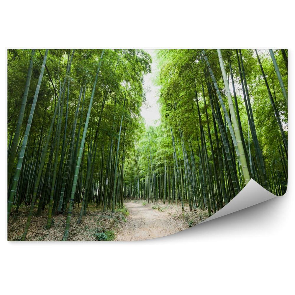 Fototapeta Las bambusowy zielony