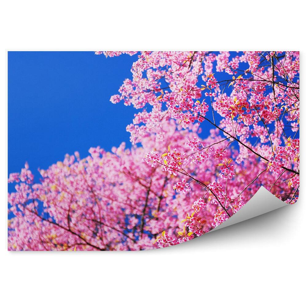 Okleina na ścianę kwiaty wiśni drzewo kwiaty niebieskie niebo Japonia