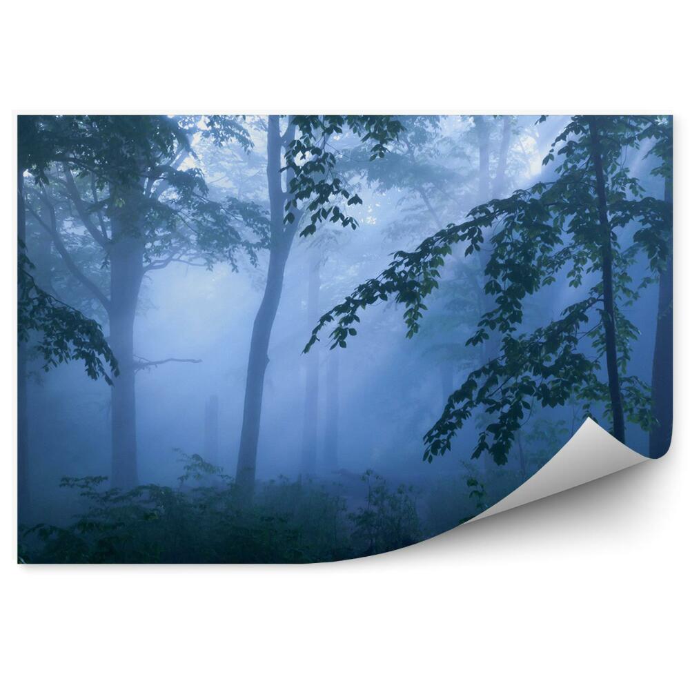 Fototapeta na ścianę Mgła ciemny las noc rośliny
