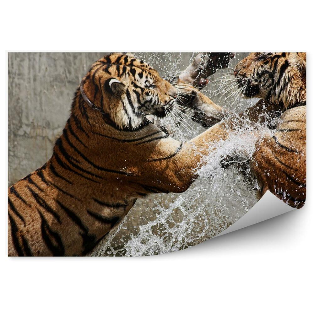 Fototapeta Walczące tygrysy w wodzie