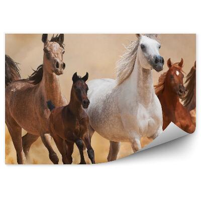 Fototapeta Stado biegnących koni piasek kurz dym