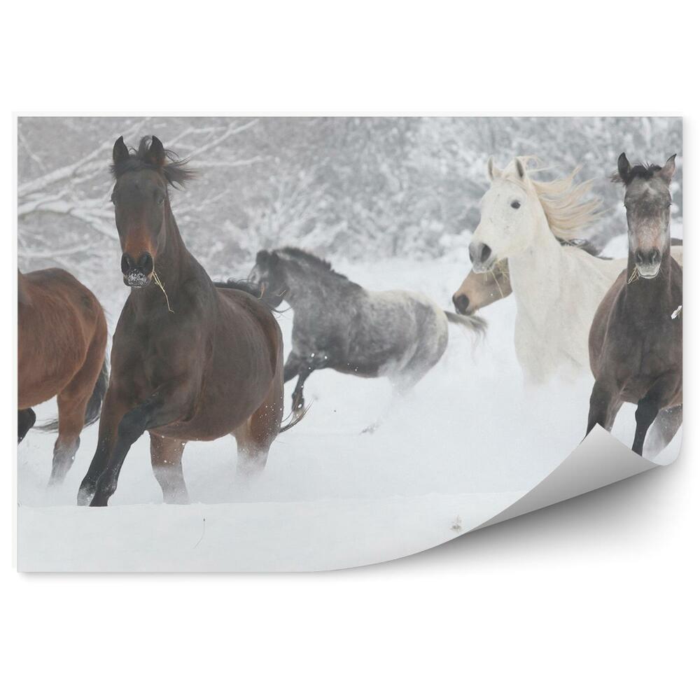 Fototapeta Biegnące stado koni drzewa śnieg zima