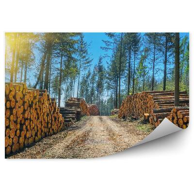Okleina na ścianę Stosy kłody drzewa las ścieżka droga