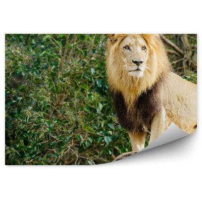 Okleina ścienna Samiec lwa stojący na kamieniu