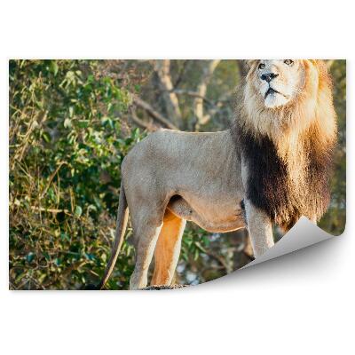 Okleina ścienna Samiec lwa w dżungli