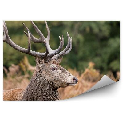 Okleina ścienna Jeleń wśród paproci