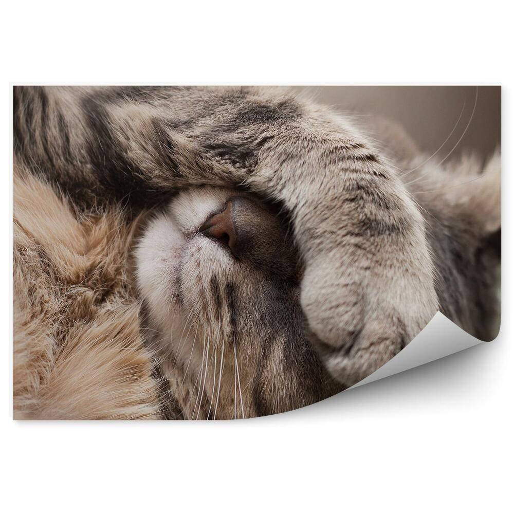 Fototapeta Śpiący kot łapka na oczach mały nosek zbliżenie