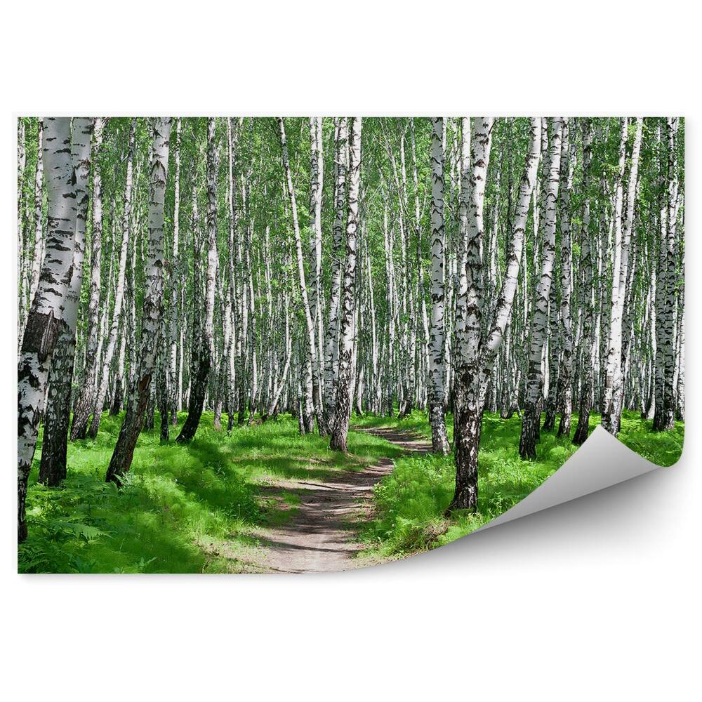 Fototapeta na ścianę Letni krajobraz w brzozowym lesie gęsta ściółka paprocie aleja wśród drzew