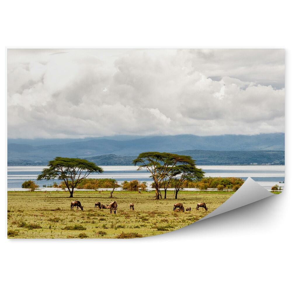 Okleina ścienna Bizony drzewa trawa jezioro naivasha góry niebo chmury
