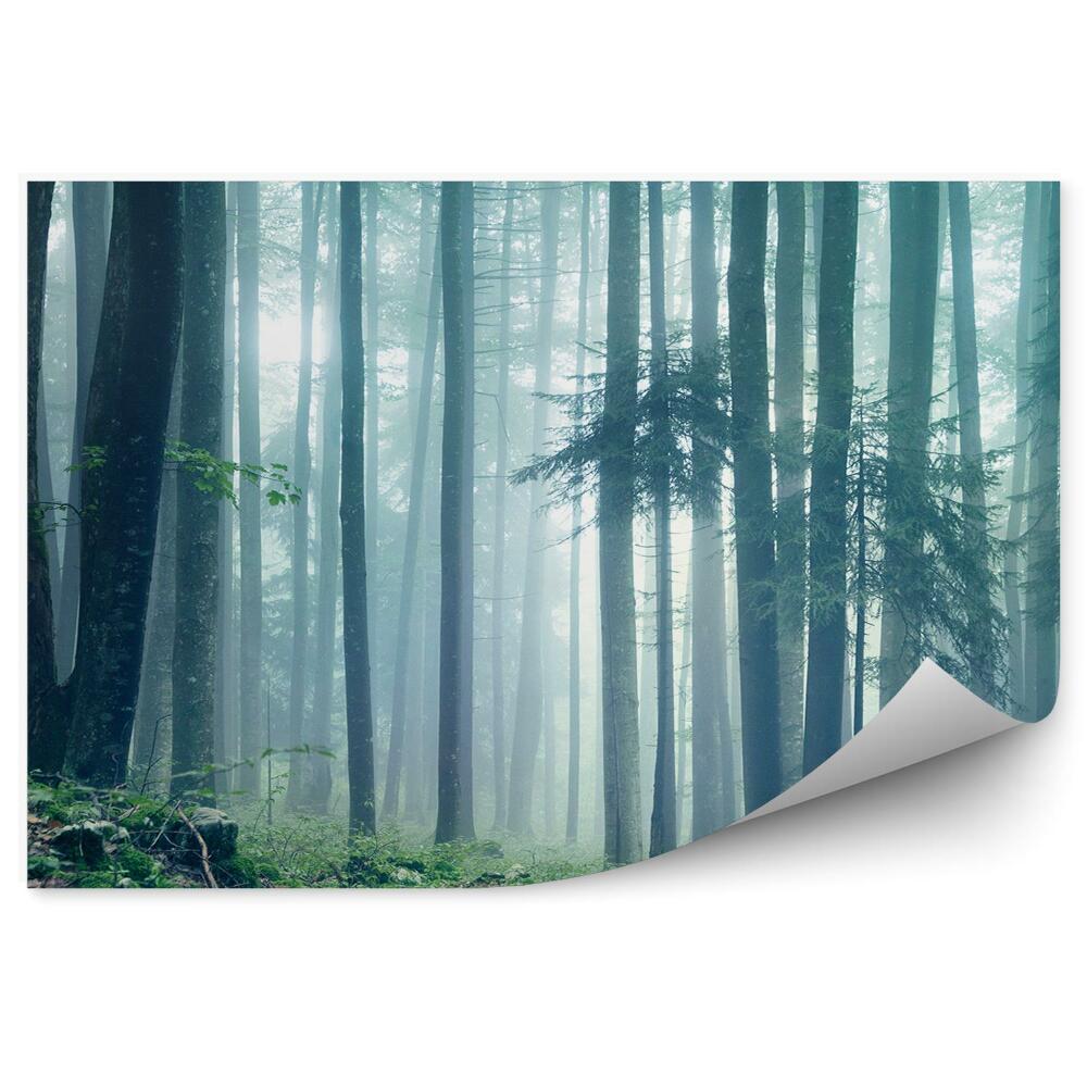 Fototapeta na ścianę Krajobraz leśny mgła zieleń trawa