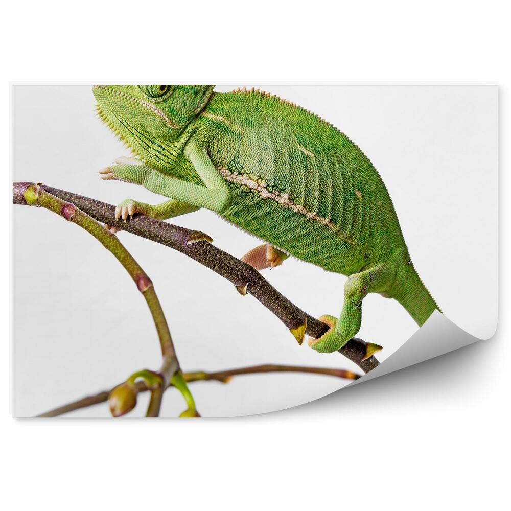 Okleina ścienna Kameleon zwierzę gałązka zielony