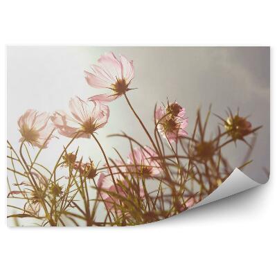 Fototapeta na ścianę Kwiaty w czasie zachodu słońca