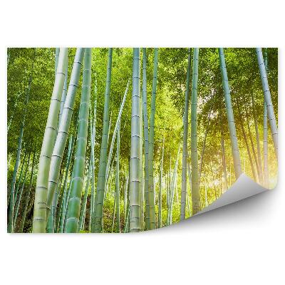 Okleina ścienna Zielony las krzewy słońce bambus