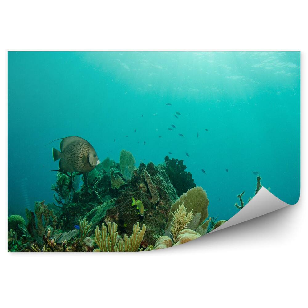 Fototapeta na ścianę widok rafa morze Karaibskie