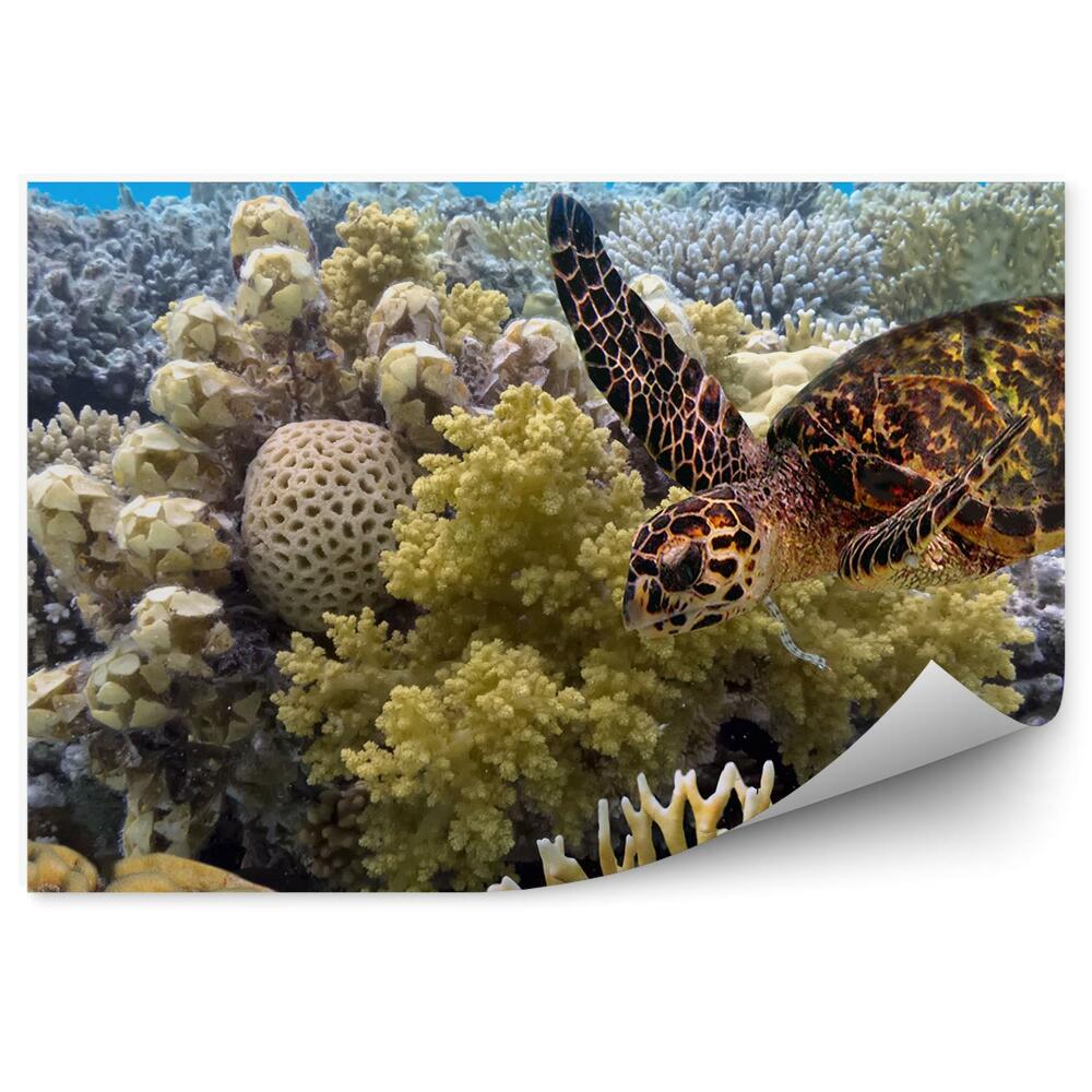 Okleina ścienna Żółw rafa koralowa niebo ocean