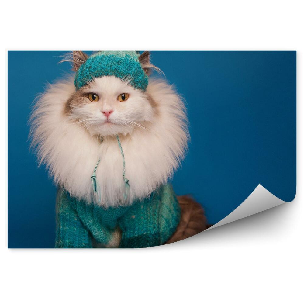 Fototapeta Puszysty kot w ubraniach sweter czapka niebieskie tło