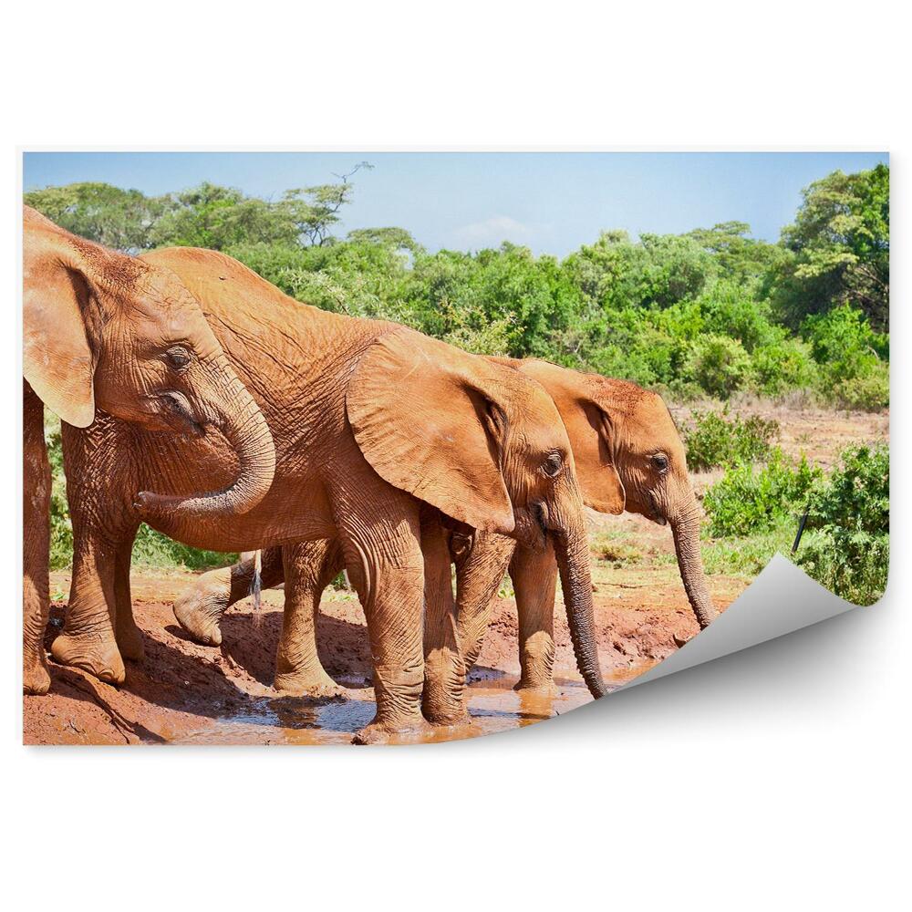 Okleina ścienna Słonie wodopój natura kenia