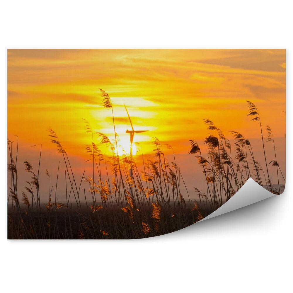 Fototapeta Wschód słońca nad trzciną w polu