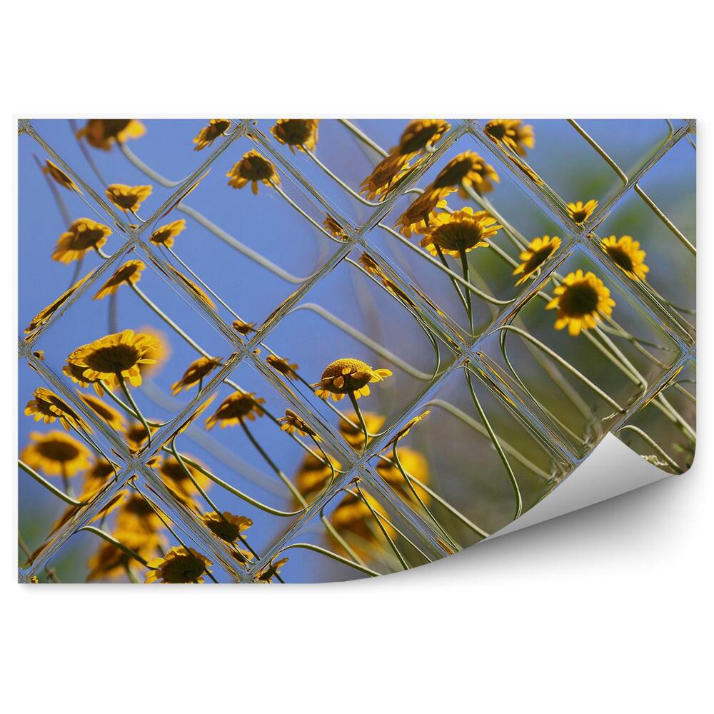 Fototapeta na ścianę Żółte kwiatki łąka pole widok zza szyby