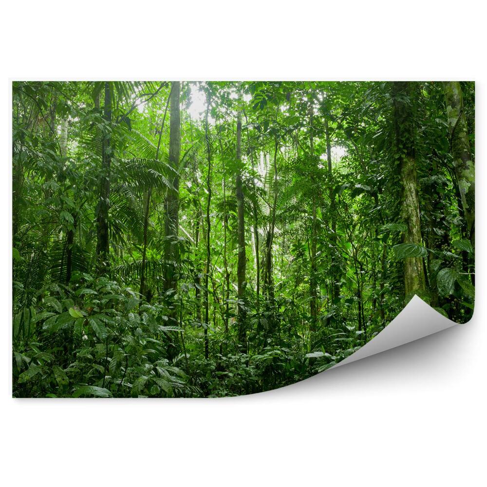 Okleina na ścianę tropikalne lasy deszczowe Amazonia