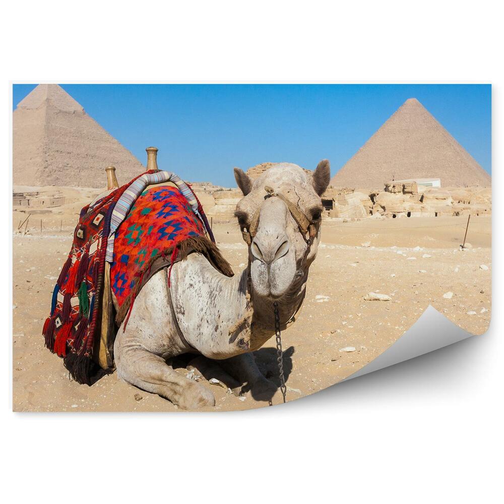 Fototapeta samoprzylepna Wielbłąd zwierzę na tle piramid piasek