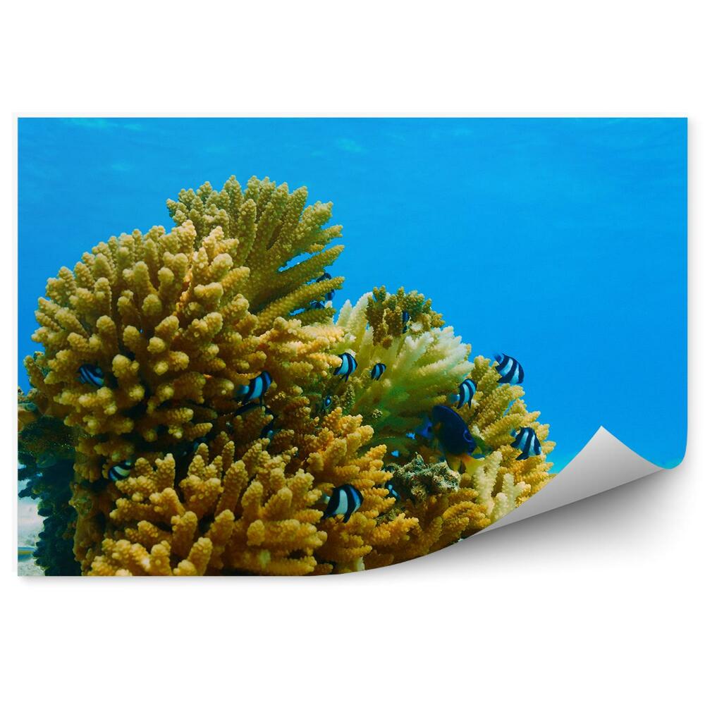 Fototapeta Ryby błękitna woda rafa koralowa