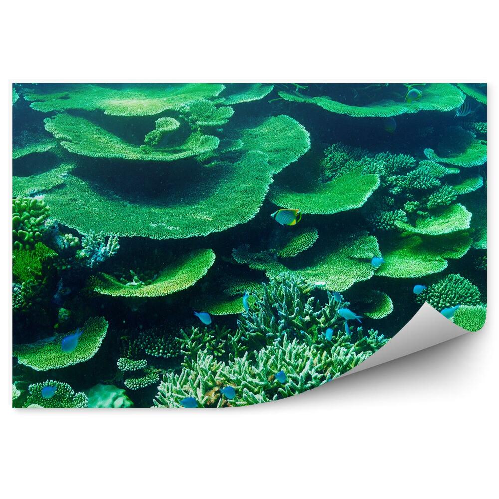 Fototapeta Rafa koralowa malediwy zieleń ryby