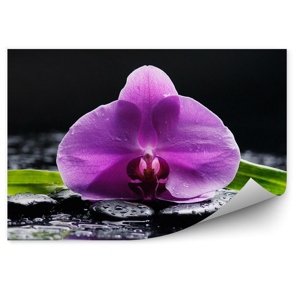 Fototapeta na ścianę Różowa orchidea kamienie woda