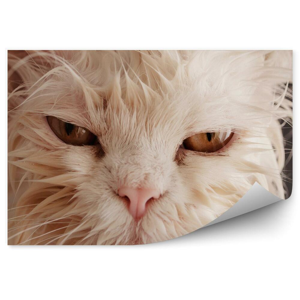 Fototapeta Zły mokry biały kot duże oczy