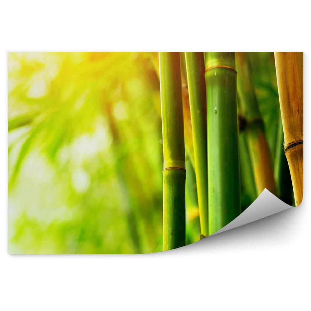 Okleina ścienna Zbliżenie zieleń brąz blask bambus