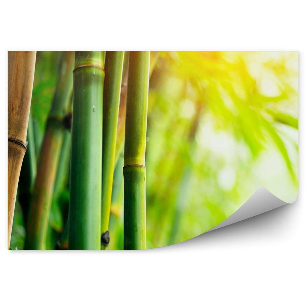 Okleina ścienna Las bambusowy zbliżenie zielony brązowy blask