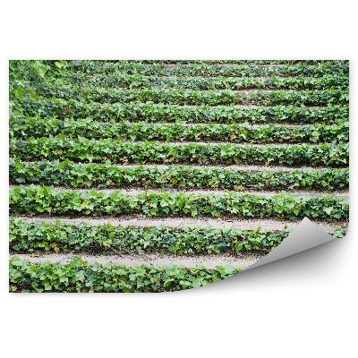 Okleina ścienna Schody bluszcz