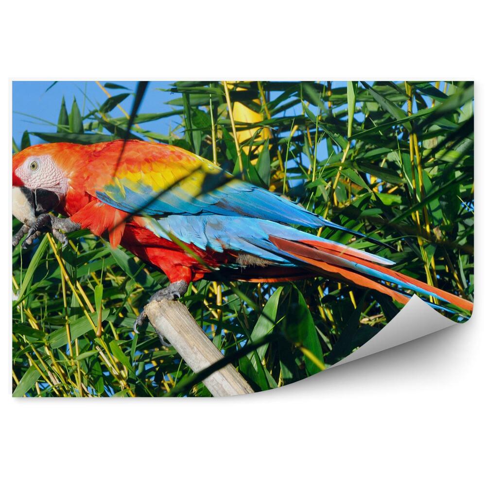 Okleina na ścianę papuga Ara dżungla Amazonia