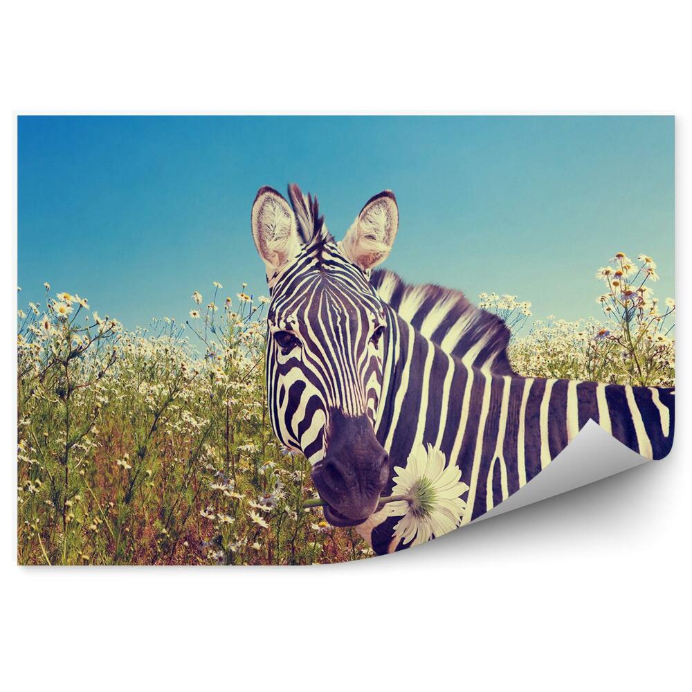 Fototapeta Zebra wśród rumianku