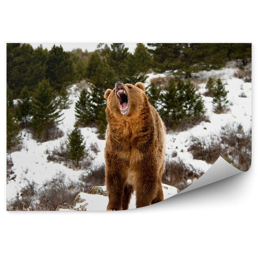 Okleina ścienna Ryczący grizzly w zimowym lesie