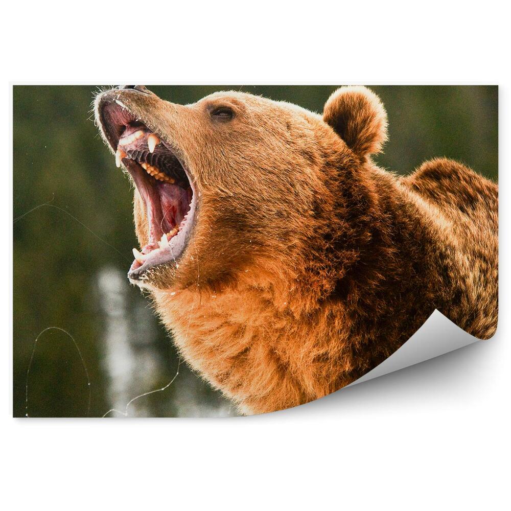 Okleina ścienna Ryczący niedźwiedź grizzly
