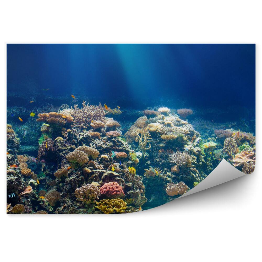 Fototapeta Morskiego lub oceanu podwodna rafa koralowa z rurką lub akwalungiem backgrou