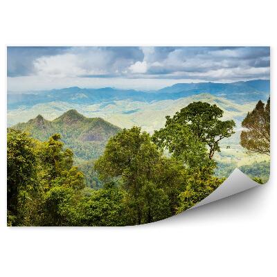 Fototapeta Queensland las deszczowy