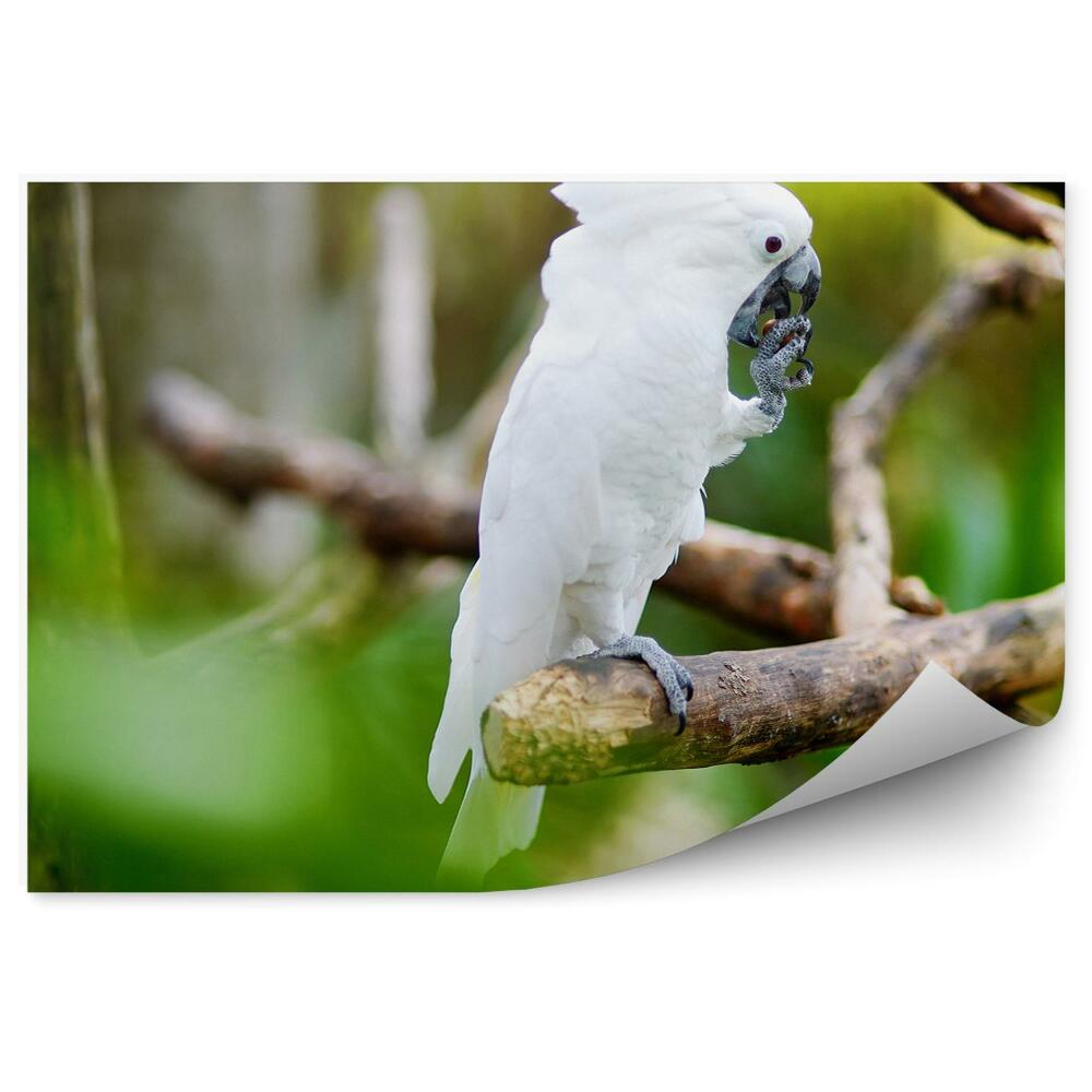 Okleina ścienna Biała papuga kakadu na gałęzi