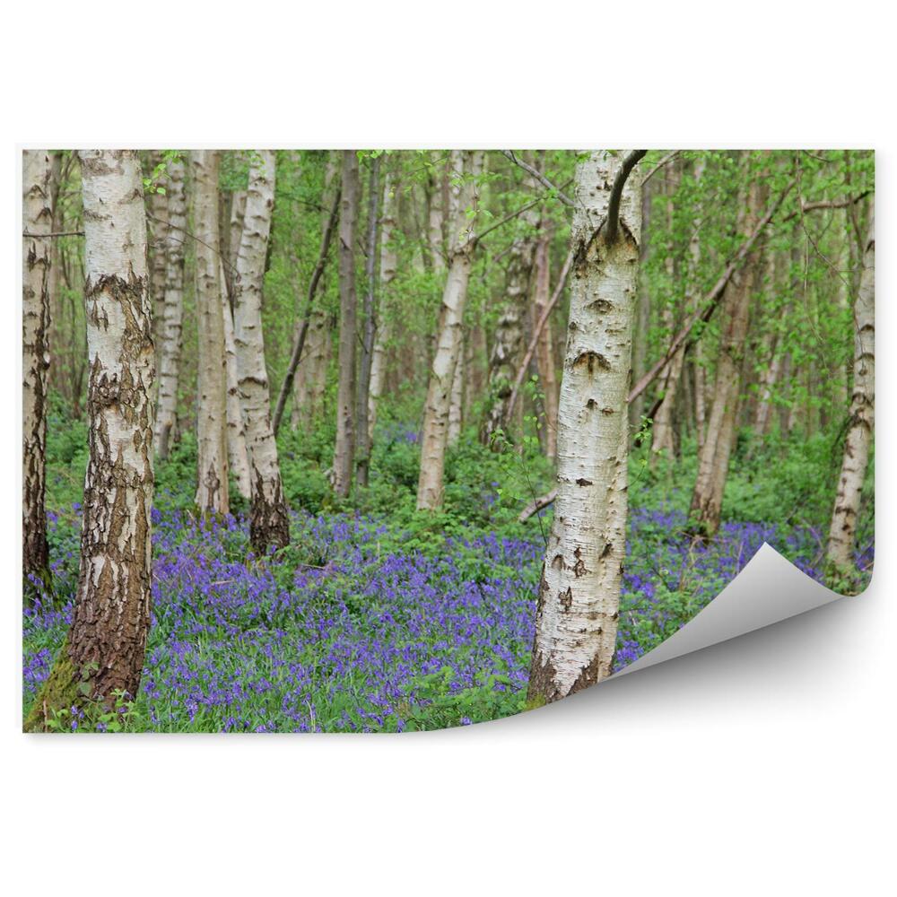Fototapeta na ścianę Niebieskie kwiaty wśród brzozowego lasu