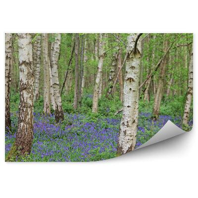 Fototapeta na ścianę Niebieskie kwiaty wśród brzozowego lasu