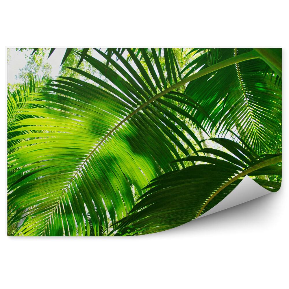 Okleina ścienna Las tropikalny liście palmy