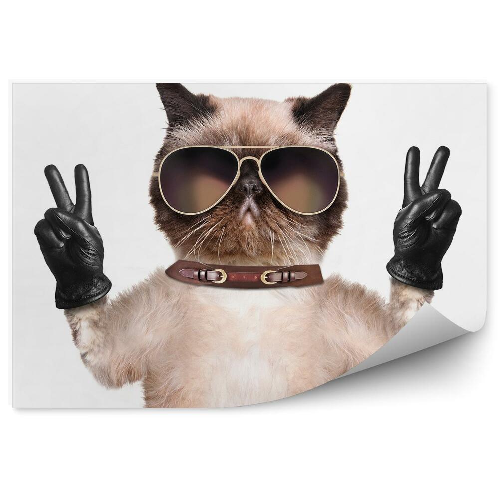 Fototapeta Zabawny kot okulary skórzane rękawiczki białe tło