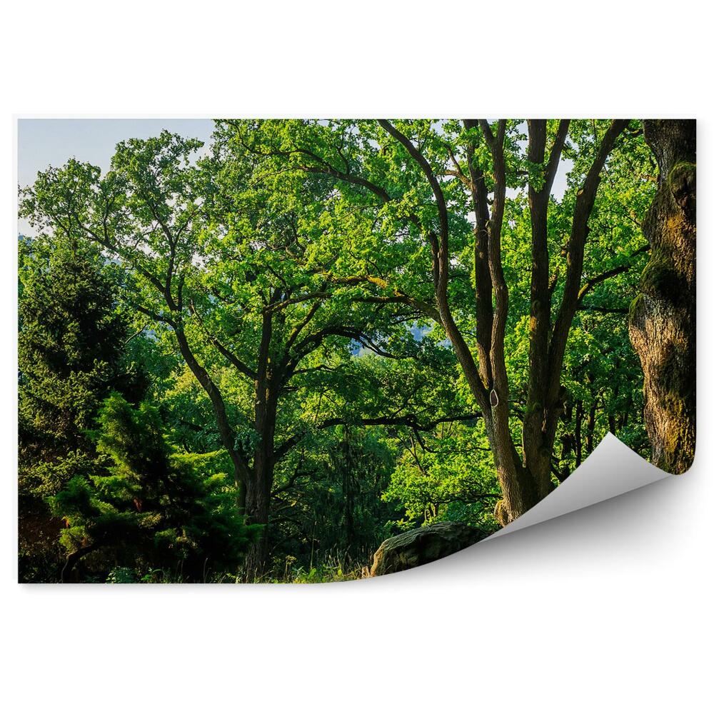 Fototapeta na ścianę Drzewa lato zieleń choinki góry
