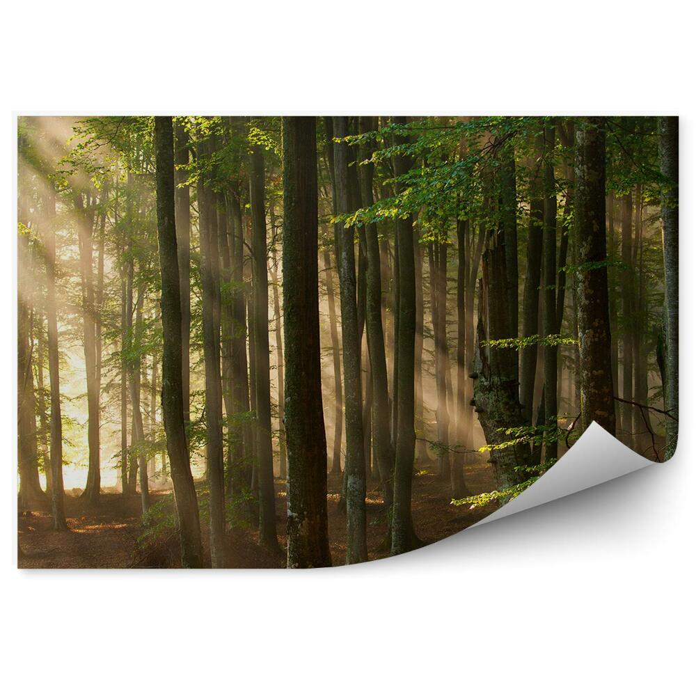 Fototapeta na ścianę Promienie światła w lesie wysokie drzewa konary